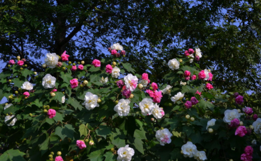 木芙蓉什么季节开花 广州哪里可以看