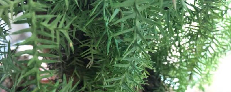 南洋杉的修剪方法是怎样的？