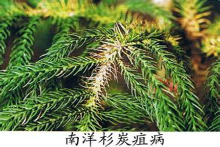 南洋杉的病虫害及防治方法