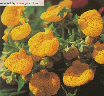 蒲包花 （Calceolaria herbeohybrida）