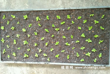 蒲包花怎么繁殖，2种繁殖方法