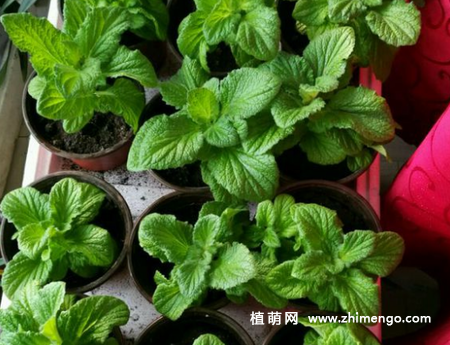 蒲包花怎么繁殖，2种繁殖方法