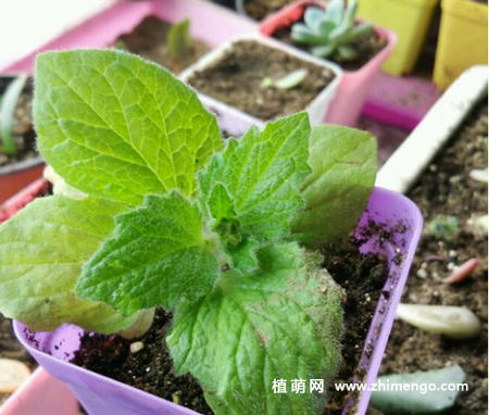 蒲包花怎么繁殖，2种繁殖方法