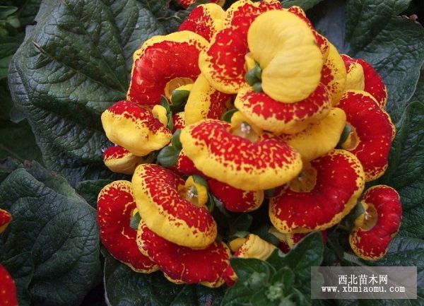 蒲包花的病虫害防治