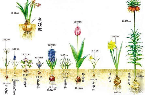 球根植物难养吗 球根植物怎么养(图)