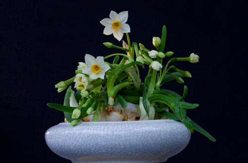 球根植物难养吗 球根植物怎么养(图)