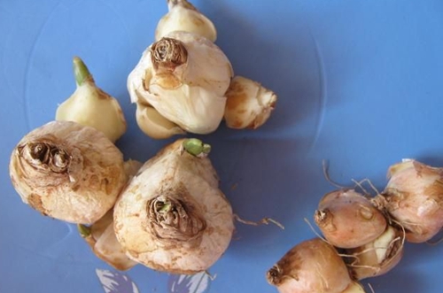 球根植物难养吗 球根植物怎么养(图)