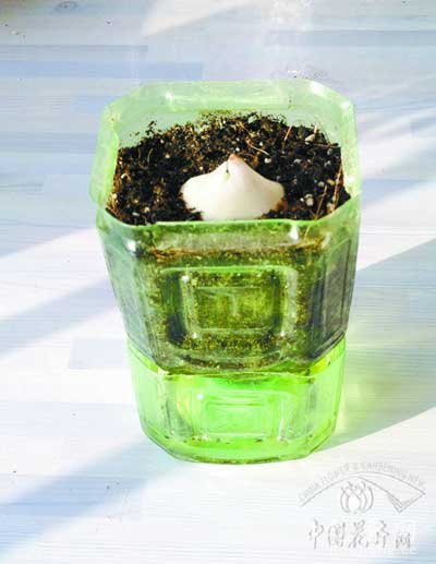 自制环保实用的球根花卉容器