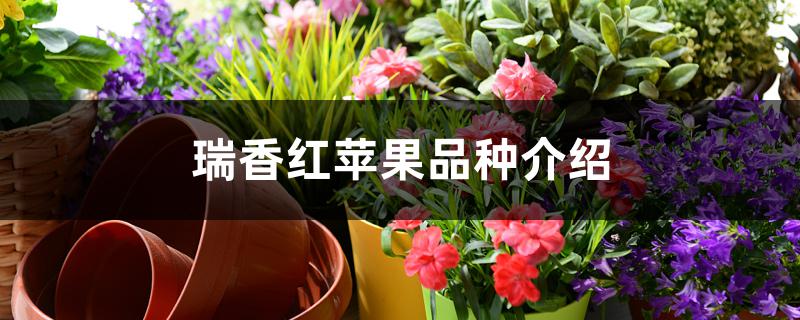 瑞香红苹果品种介绍