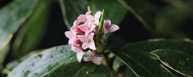 瑞香叶子焉了怎么办