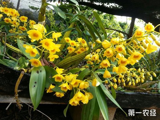 石斛花什么时候采摘？