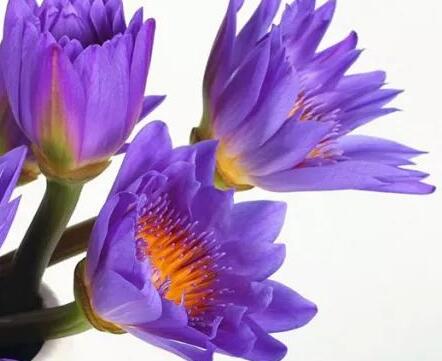 睡莲花怎么插瓶子里水养？2～4天之间需要换1次水