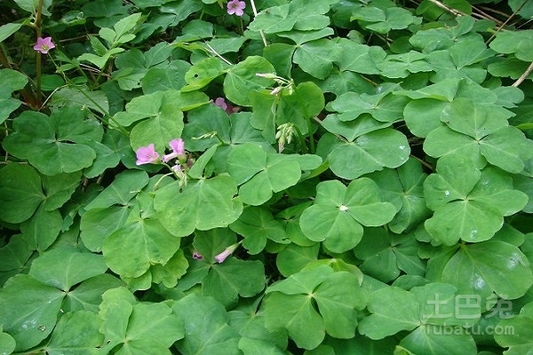 四叶莲的植物形态和功效作用介绍