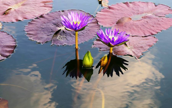 睡莲的花语是什么？睡莲的寓意和象征