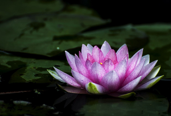 睡莲的花语是什么？睡莲的寓意和象征