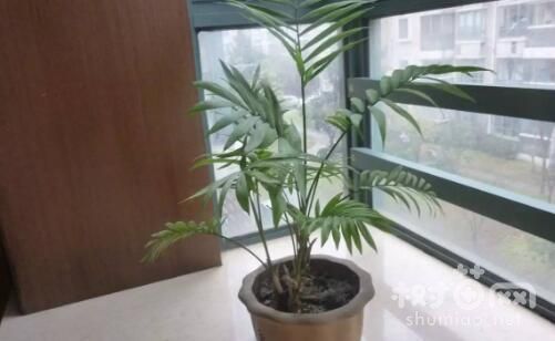 散尾葵要晒太阳吗