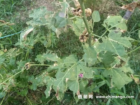 蜀葵叶子有黑色虫子，虫害防治