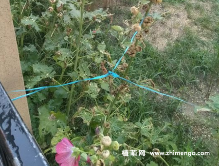 蜀葵叶子有黑色虫子，虫害防治