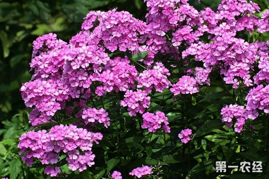 宿根福禄考（天蓝绣球）花期是什么时候？