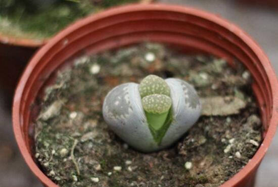 一颗石生花怎么繁殖，石生花的两种繁殖方法