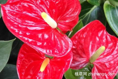 安祖花怎么养，安祖花养殖方法
