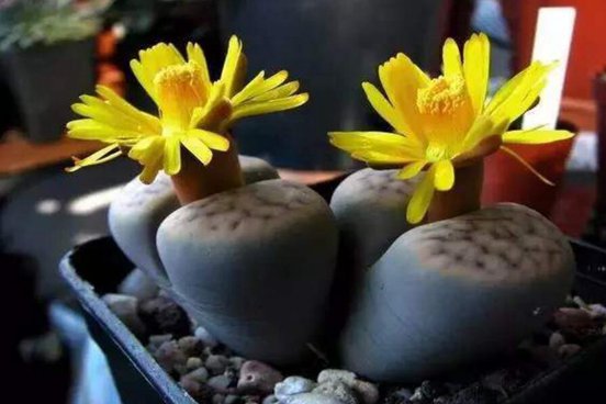 石生花多久浇一次水，掌握正确的浇水方法让每个都胖嘟嘟长爆盆