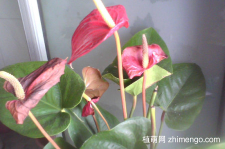 安祖花怎么养，安祖花养殖方法