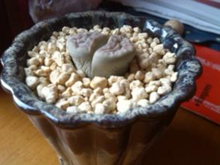 石生花皱了怎么处理 石生花变皱的原因及防治