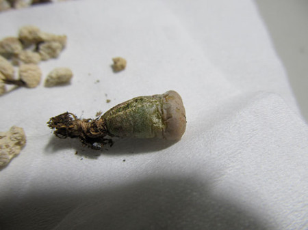 石生花皱了怎么处理 石生花变皱的原因及防治
