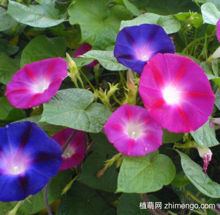 什么花的花期最长：10种超长花期的花卉推荐