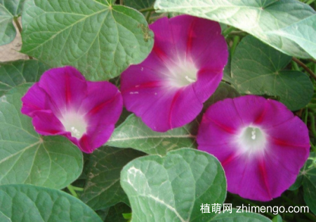 什么花的花期最长：10种超长花期的花卉推荐