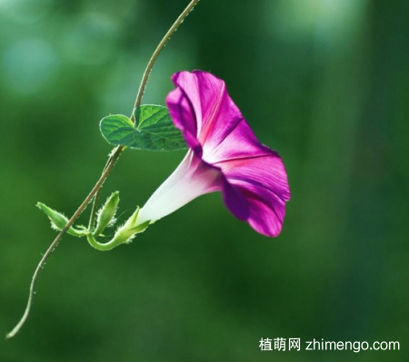 什么花的花期最长：10种超长花期的花卉推荐