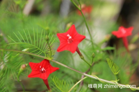 什么花的花期最长：10种超长花期的花卉推荐