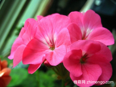 什么花的花期最长：10种超长花期的花卉推荐