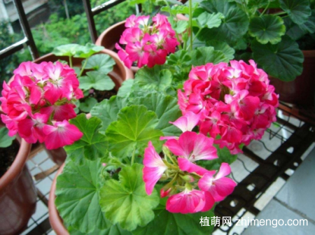 什么花的花期最长：10种超长花期的花卉推荐