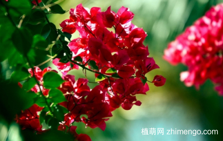 什么花的花期最长：10种超长花期的花卉推荐