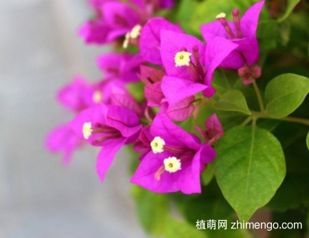什么花的花期最长：10种超长花期的花卉推荐