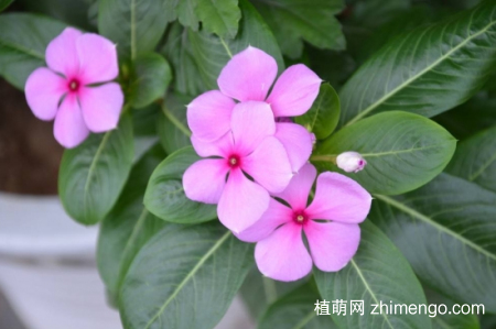 什么花的花期最长：10种超长花期的花卉推荐