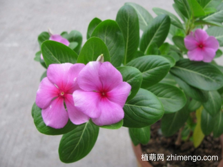 什么花的花期最长：10种超长花期的花卉推荐
