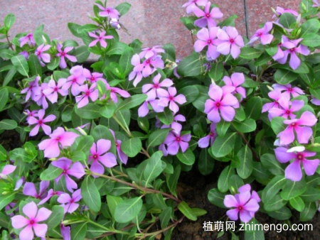 什么花的花期最长：10种超长花期的花卉推荐