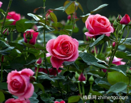 什么花的花期最长：10种超长花期的花卉推荐