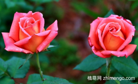 什么花的花期最长：10种超长花期的花卉推荐