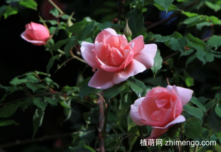 什么花的花期最长：10种超长花期的花卉推荐