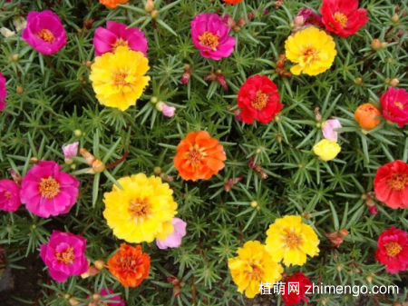 什么花的花期最长：10种超长花期的花卉推荐