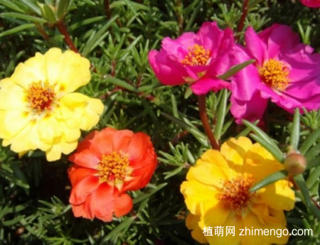 什么花的花期最长：10种超长花期的花卉推荐