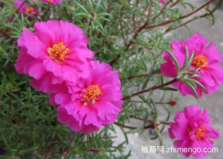 什么花的花期最长：10种超长花期的花卉推荐