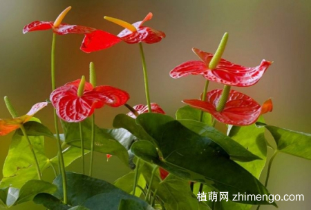 什么花的花期最长：10种超长花期的花卉推荐