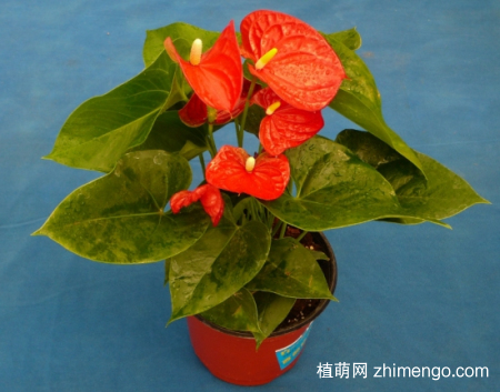 什么花的花期最长：10种超长花期的花卉推荐