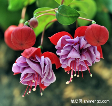 什么花的花期最长：10种超长花期的花卉推荐