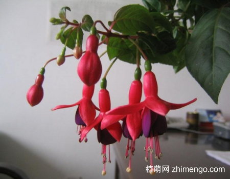 什么花的花期最长：10种超长花期的花卉推荐